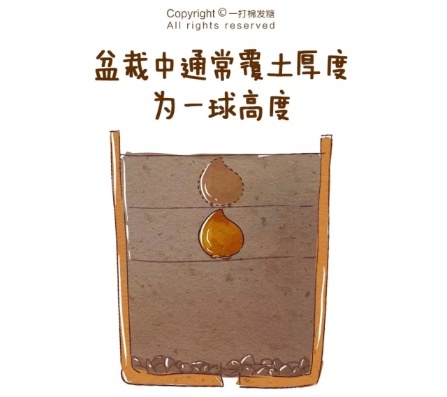 你也想拥有一个繁花似锦的春天?有这份球根种植笔记就够了