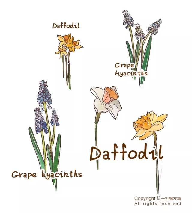 你也想拥有一个繁花似锦的春天?有这份球根种植笔记就够了