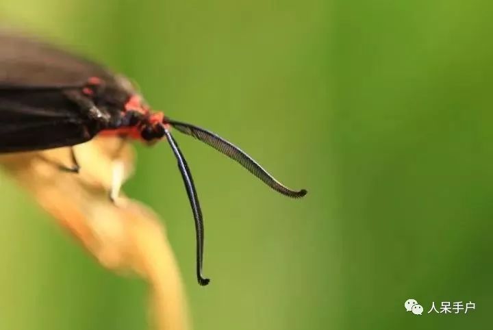 如何分辨蛾子的幼虫和蝴蝶的幼虫,蛾子和蝴蝶哪个身体纤细体毛少