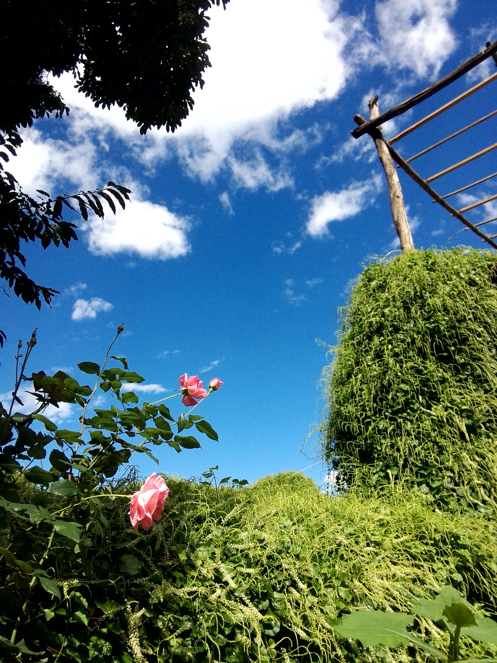 因为爱情，让旅途中的他们留在了大理