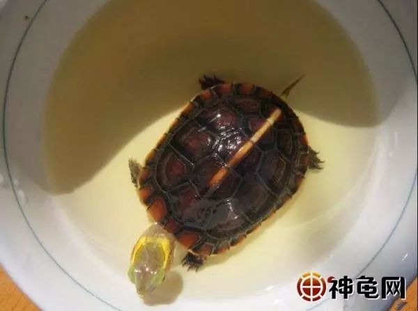 乌龟生病了怎么办?最全面的疾病治疗方法快快看看救小龟一命!
