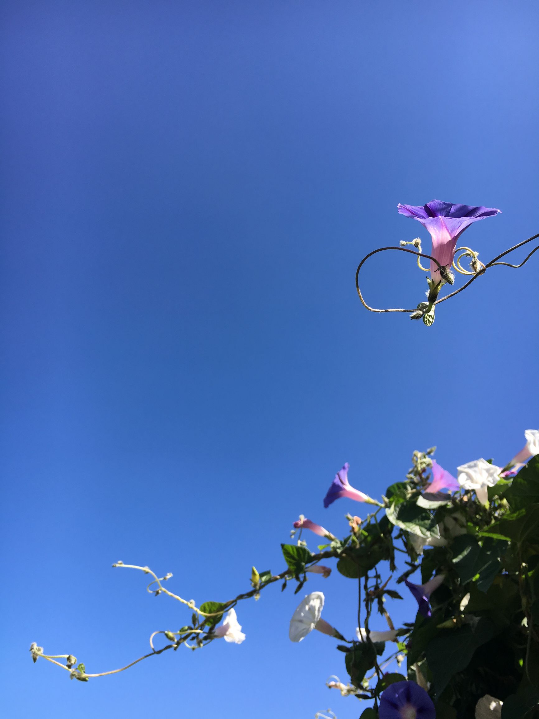 因为爱情，让旅途中的他们留在了大理