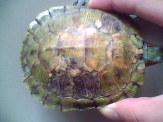 乌龟生病了怎么办?最全面的疾病治疗方法快快看看救小龟一命!