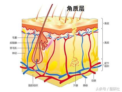 温良轻*女熟**修炼计——毛孔细致