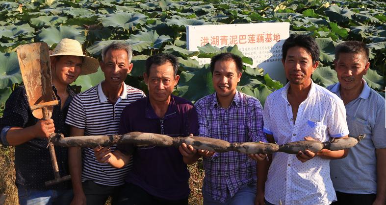 洪湖80后夫妻网络直播挖藕,“青泥巴”里一年淘金600万