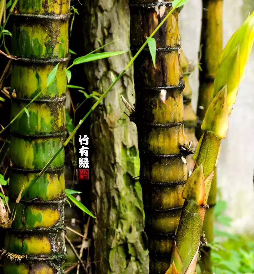 罗汉竹是怎么养的,罗汉竹怎么养好活