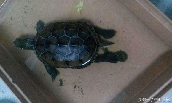 乌龟肠胃炎的预兆,庆大霉素治疗乌龟肠胃炎