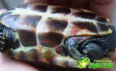 乌龟生病了怎么办?最全面的疾病治疗方法快快看看救小龟一命!