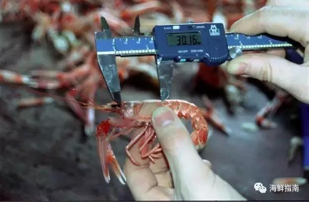 海鳌虾极品刺身,新西兰最好吃的海鳌虾