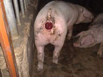 什么病会造成猪脱肛,猪脱肛病