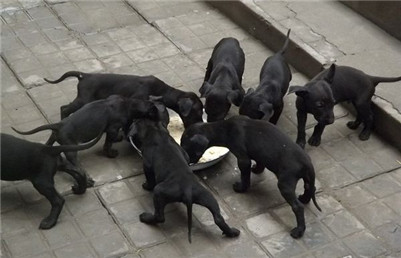 黑狼犬胆小怎么训练?黑狼犬的训练方法介绍!