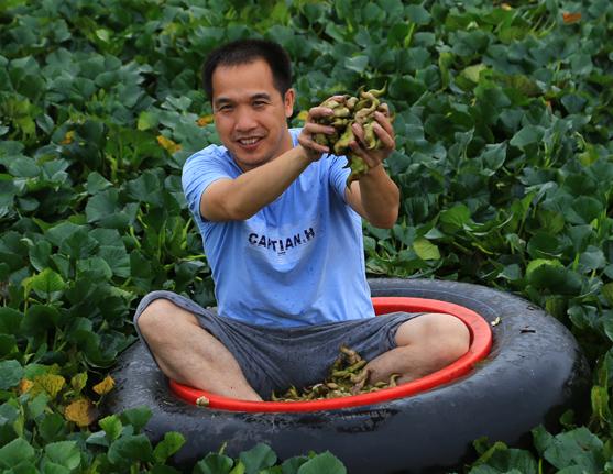 洪湖80后夫妻网络直播挖藕,“青泥巴”里一年淘金600万