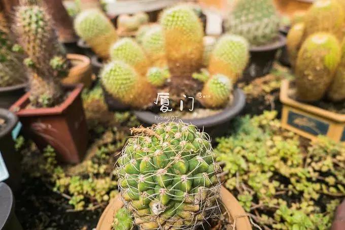 一起去厦门旅游攻略,旅游团厦门看海攻略