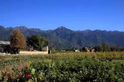 千年古银杏树腾冲界头,千年银杏树王的图片