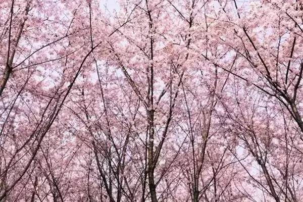 河南旅游景点及门票价格表大全,河南省旅游景点及门票价格表查询