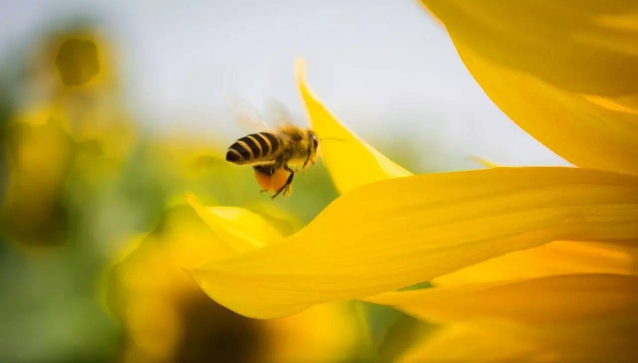 集市上的蜂蜜,市集食材