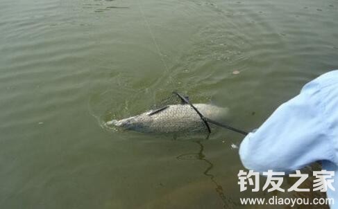 钓青鱼的鱼具怎么选择最好,钓青鱼一般用多大鱼护