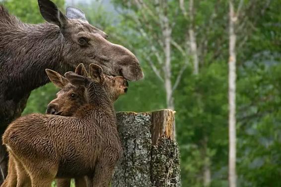 情迷魁北克灯塔|海岸线上的灵魂