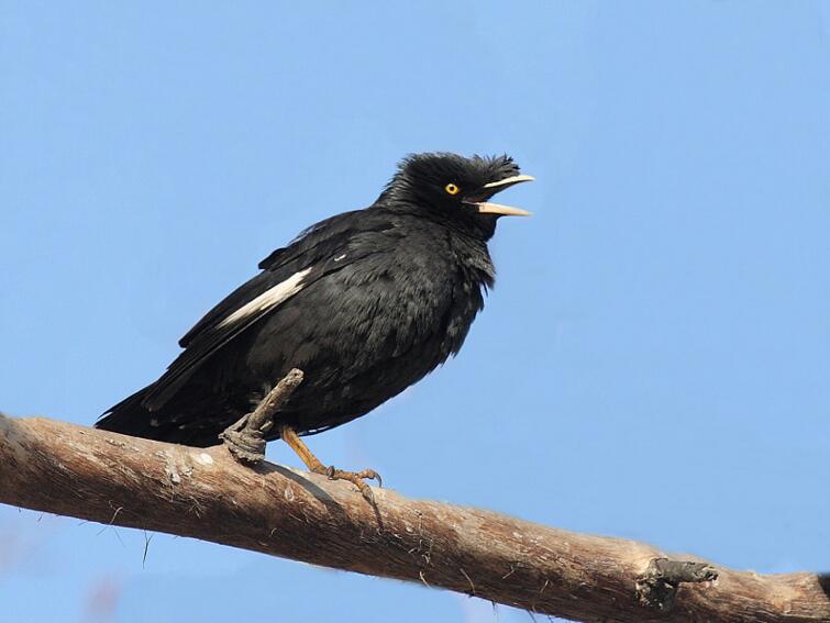 八哥多大之后不能教说话了,八哥复读机真能教会说话吗