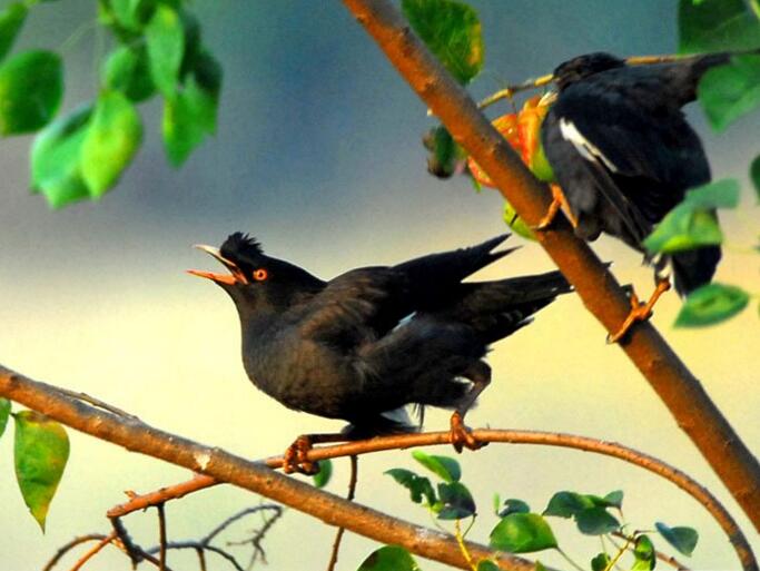 八哥多大之后不能教说话了,八哥复读机真能教会说话吗