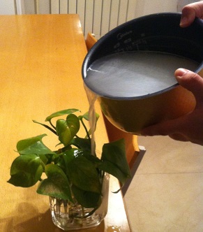 生活废水中含有什么,生活废水浇花好吗