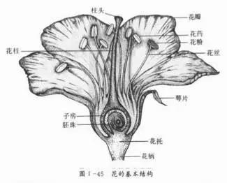 反反复复的过敏我该如何是好啊,又是一年春来到花粉过敏