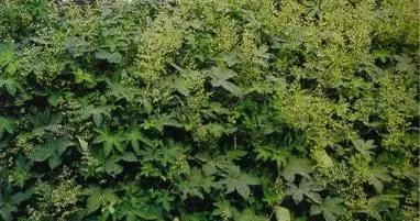 反反复复的过敏我该如何是好啊,又是一年春来到花粉过敏