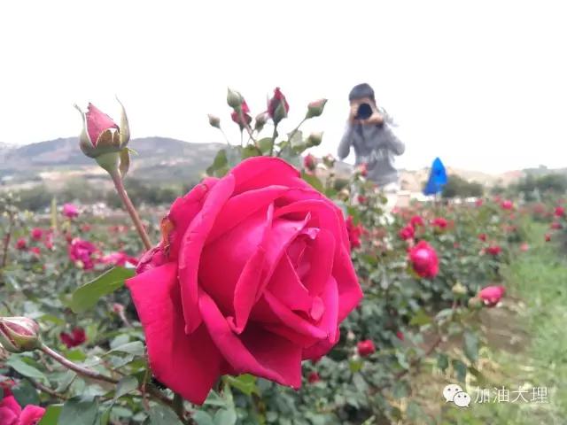 云南大理的玫瑰花海,大理的花海开了吗