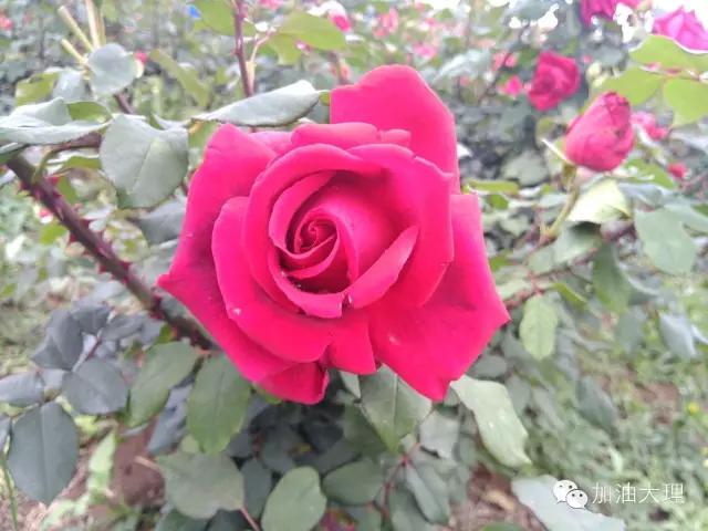 云南大理的玫瑰花海,大理的花海开了吗