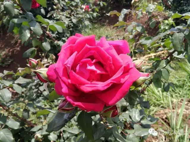 云南大理的玫瑰花海,大理的花海开了吗