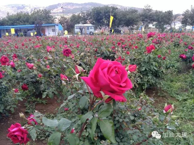 云南大理的玫瑰花海,大理的花海开了吗