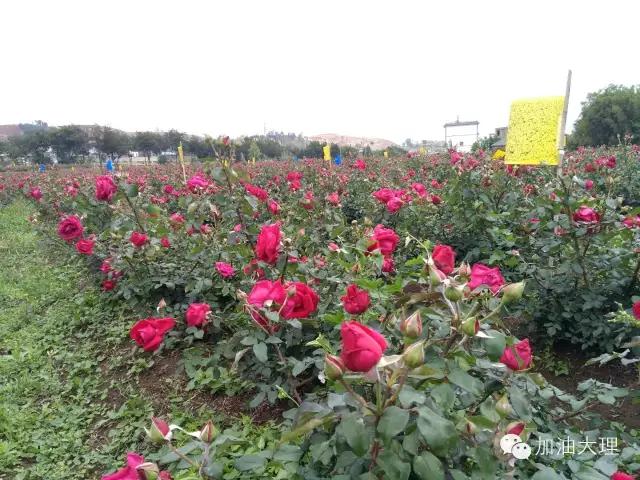 云南大理的玫瑰花海,大理的花海开了吗