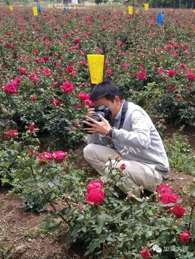 云南大理的玫瑰花海,大理的花海开了吗
