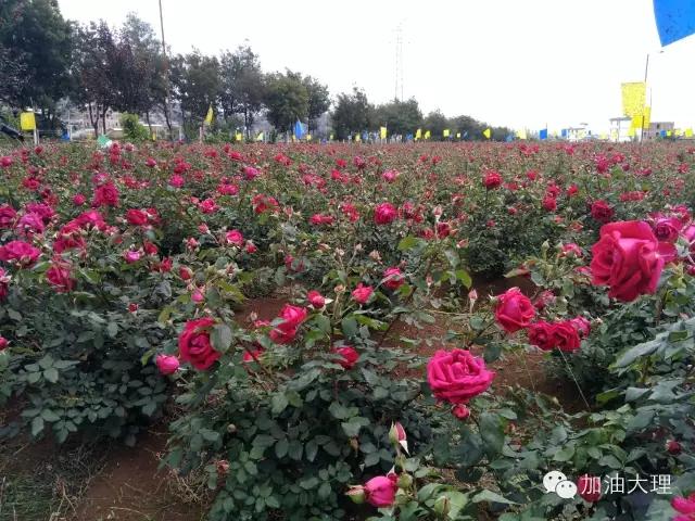 云南大理的玫瑰花海,大理的花海开了吗