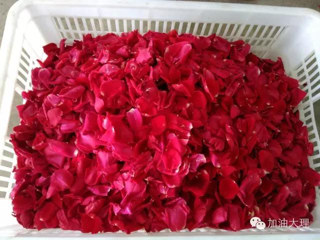 云南大理的玫瑰花海,大理的花海开了吗