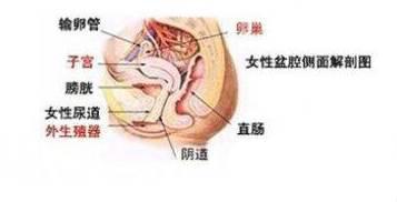 盆腔积液到底影响怀孕吗?