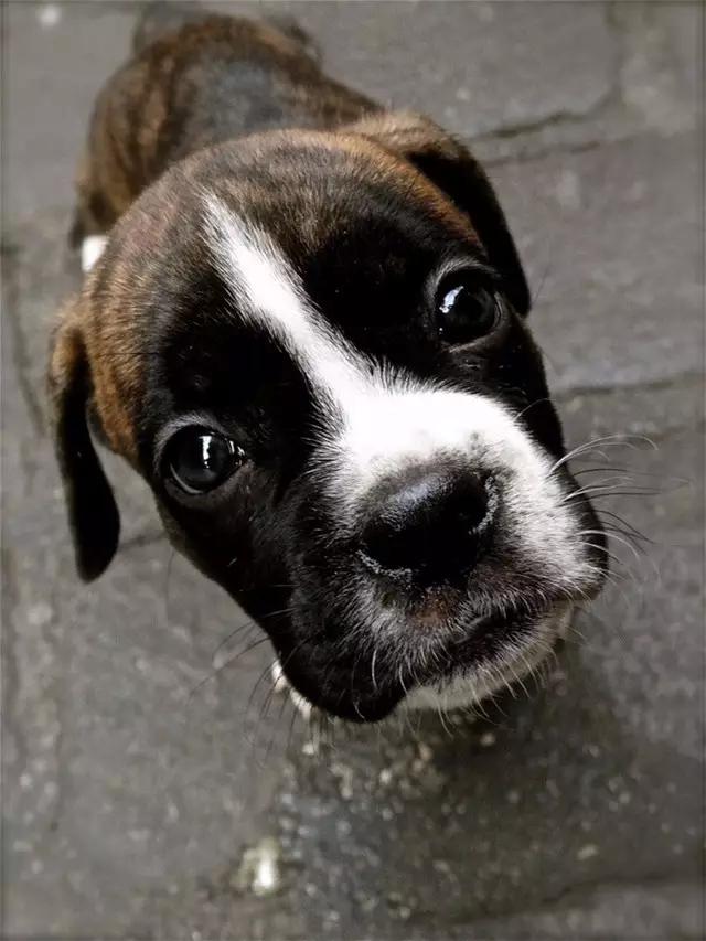 因为害怕失去你所以失态了,因为害怕失去所以不敢养狗