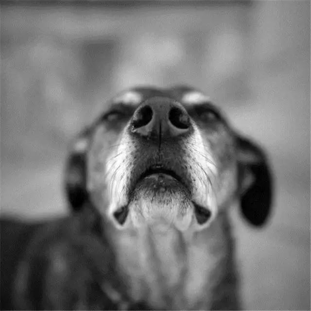 因为害怕失去你所以失态了,因为害怕失去所以不敢养狗