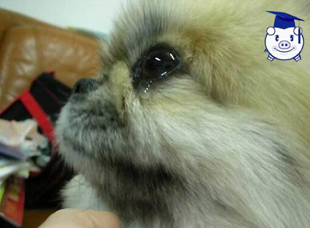 我不是爱狗人士采访视频,我不是爱狗人士