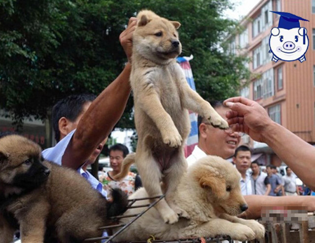 我不是爱狗人士采访视频,我不是爱狗人士