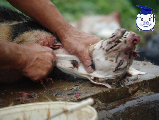 我不是爱狗人士采访视频,我不是爱狗人士