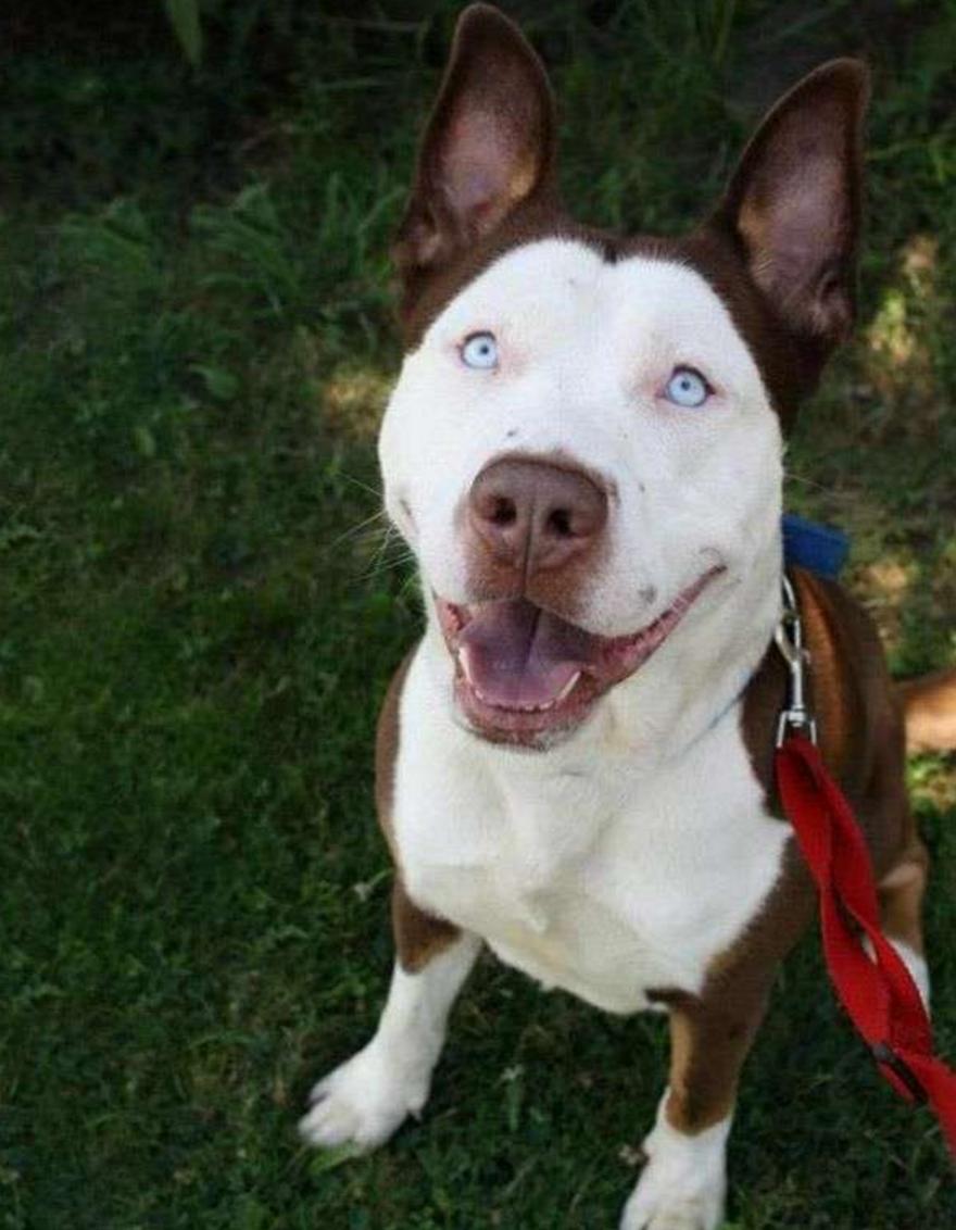 这几只混血狗狗哪只惊艳了你,超级好养的稀有宠物狗