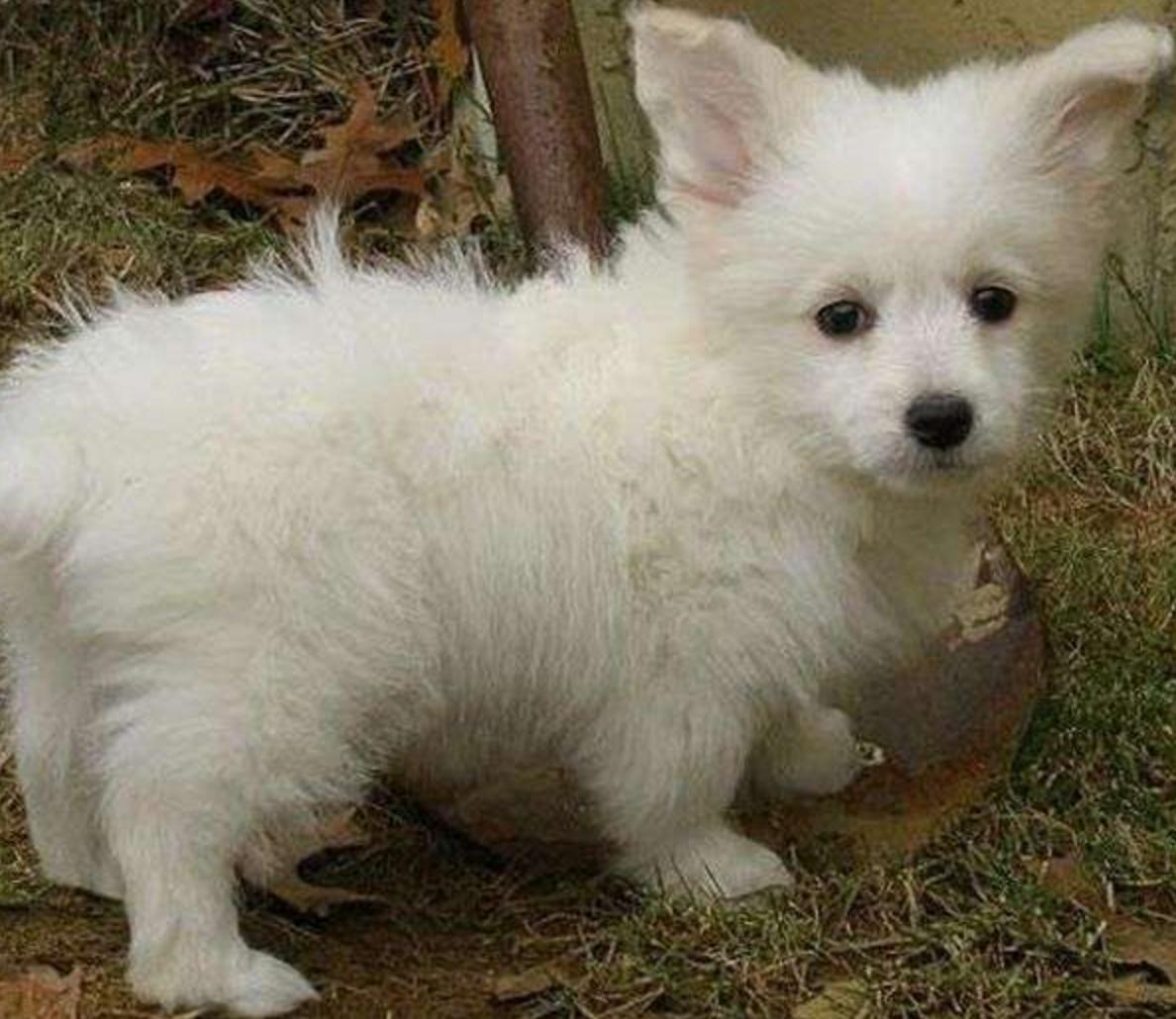 这几只混血狗狗哪只惊艳了你,超级好养的稀有宠物狗