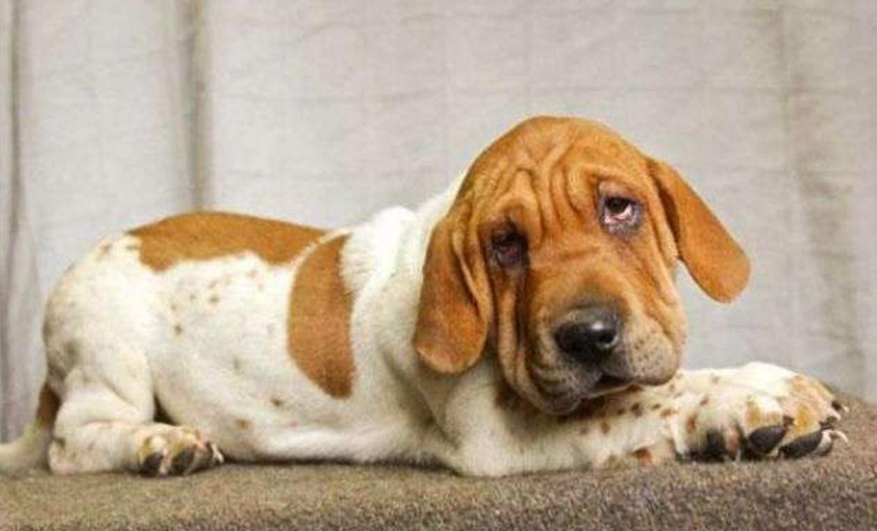 这几只混血狗狗哪只惊艳了你,超级好养的稀有宠物狗