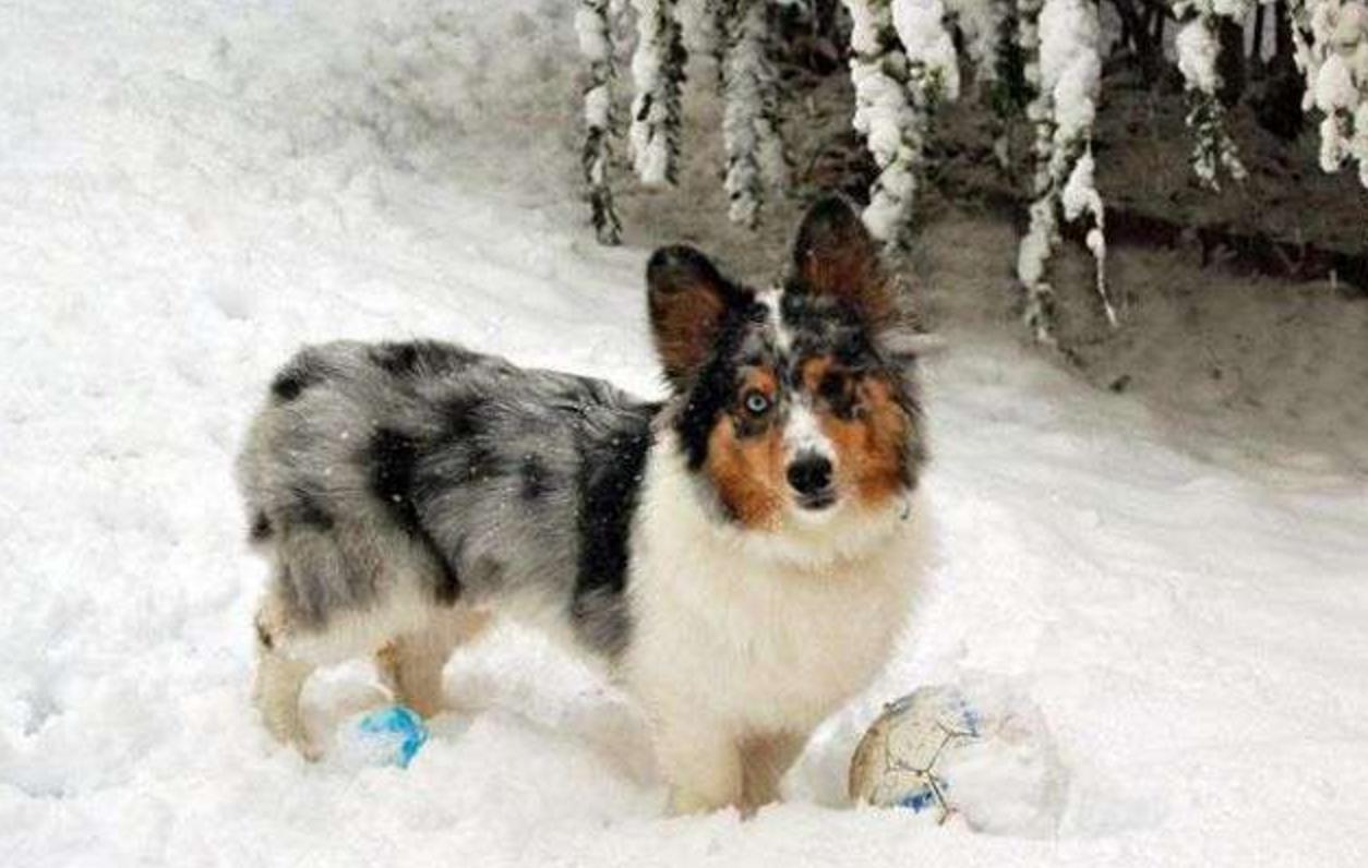 这几只混血狗狗哪只惊艳了你,超级好养的稀有宠物狗