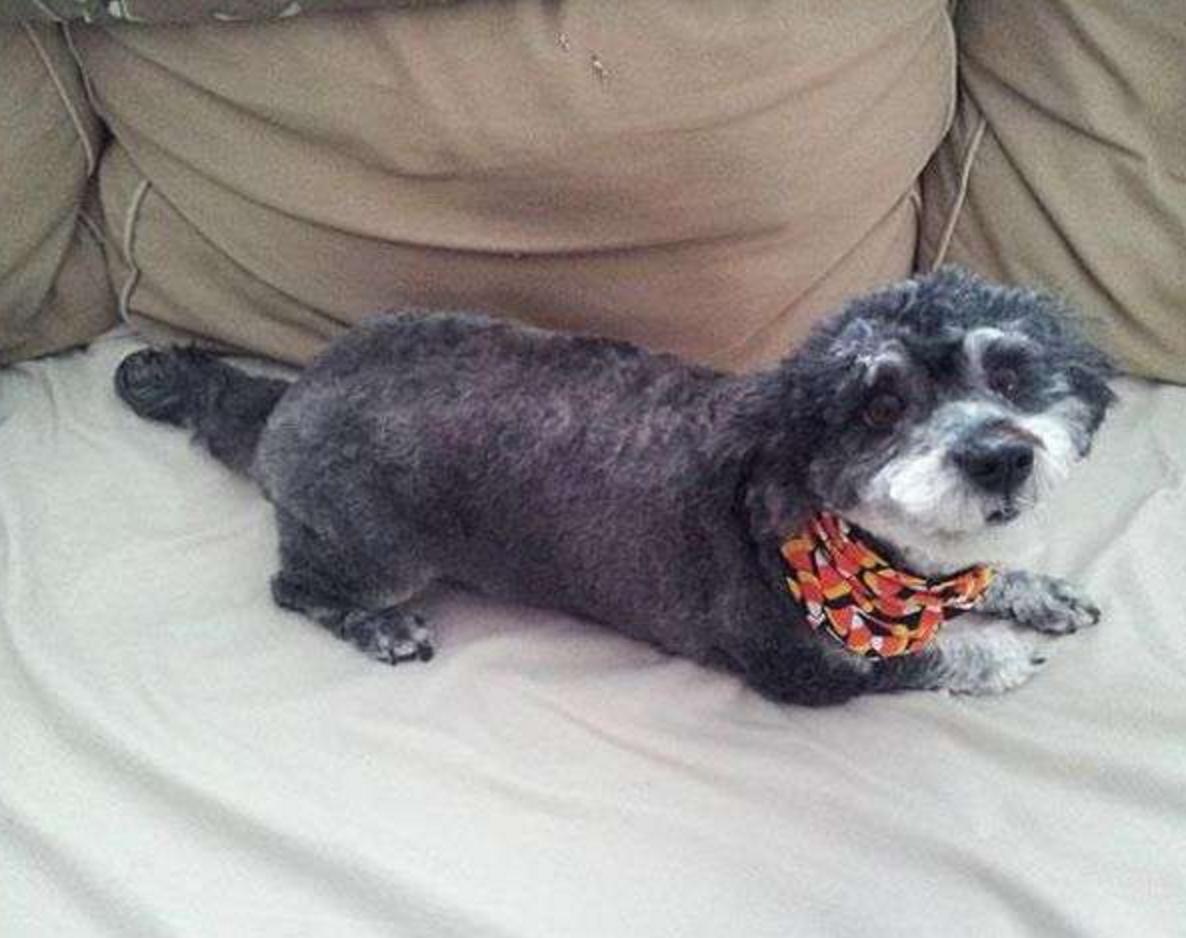 这几只混血狗狗哪只惊艳了你,超级好养的稀有宠物狗