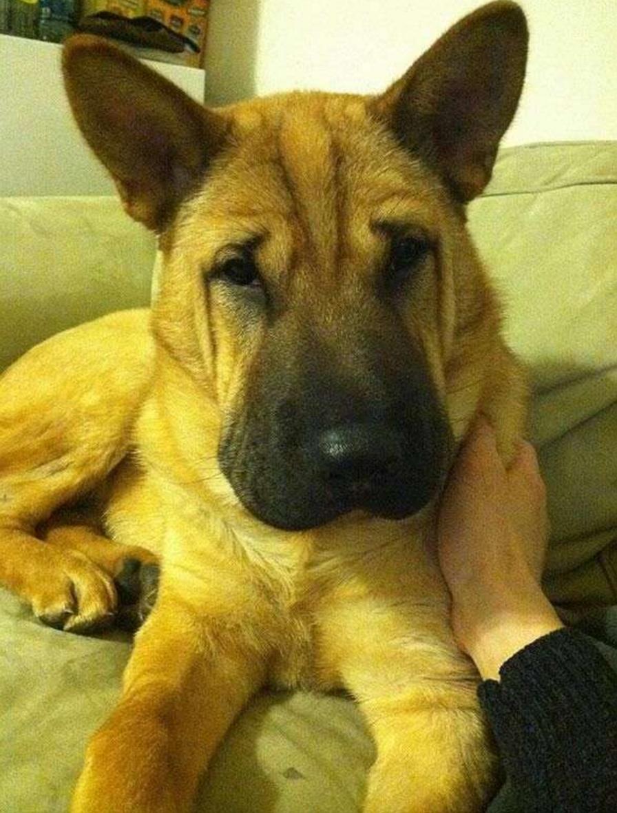 这几只混血狗狗哪只惊艳了你,超级好养的稀有宠物狗