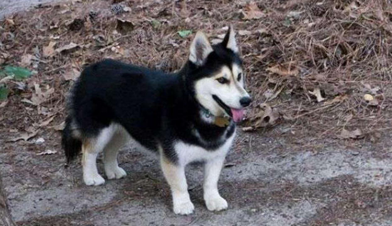 这几只混血狗狗哪只惊艳了你,超级好养的稀有宠物狗