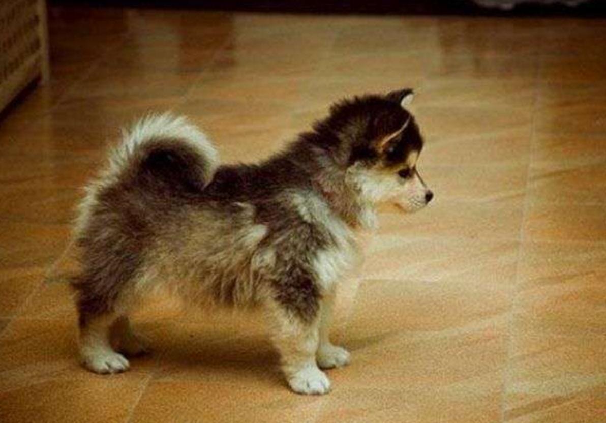 这几只混血狗狗哪只惊艳了你,超级好养的稀有宠物狗