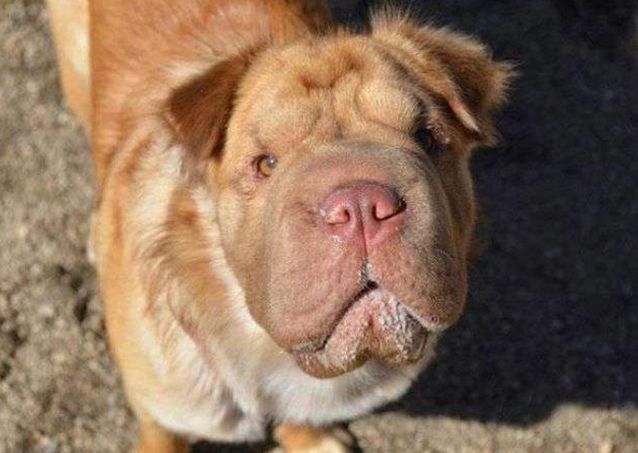 这几只混血狗狗哪只惊艳了你,超级好养的稀有宠物狗